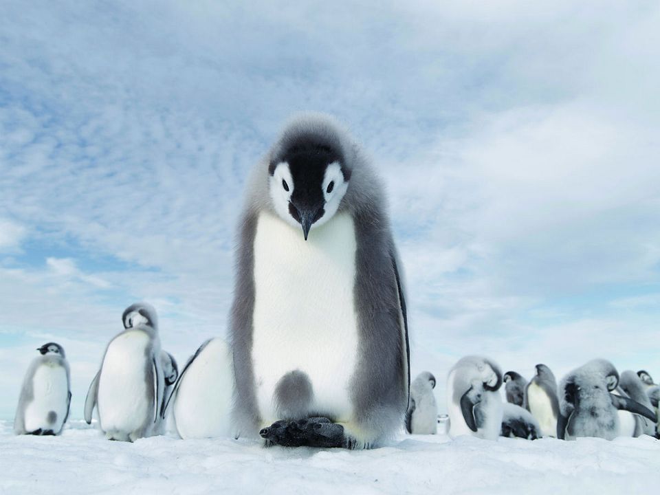 Foto de la película La marcha de los pingüinos 2 Foto 7 por un total