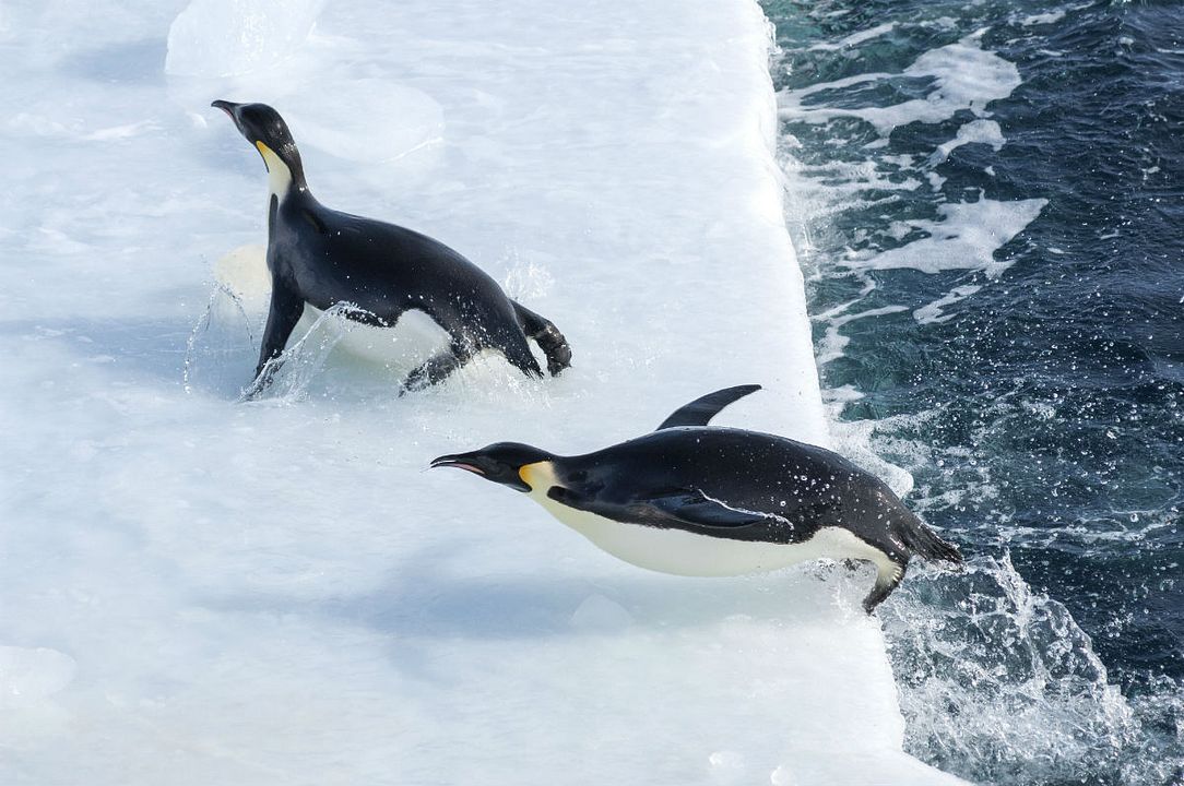 Foto de la película La marcha de los pingüinos 2 Foto 28 por un total