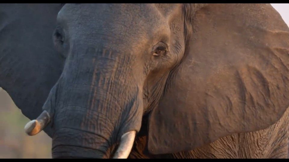 Trailer De La Pel Cula Elefante Elefante Tr Iler Oficial