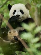 foto de Moon the Panda