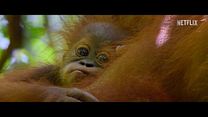 imagen de 'La vida secreta de los orangutanes'- Tráiler oficial