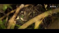 imagen de 'Living with Leopards'- Tráiler oficial
