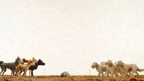 imagen de Lucha de perros - Clip de 'Isle of Dogs'
