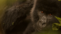 imagen de 'Virunga' - Tráiler oficial en inglés