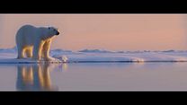 imagen de 'Oso polar'- Tráiler oficial