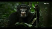 imagen de 'El imperio de los chimpancés' - Tráiler oficial  