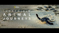imagen de 'Incredible Animal Journeys' - Tráiler oficial - Disney+
