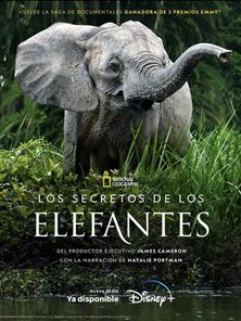 'Los secretos de los elefantes' - Tráiler oficial - Disney Plus