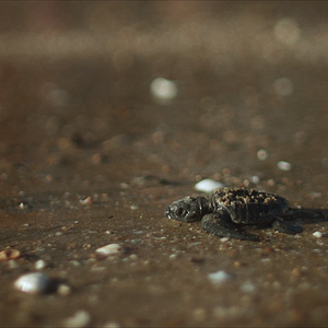 Foto El llanto de las tortugas