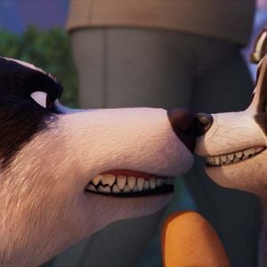 Foto Mascotas al rescate