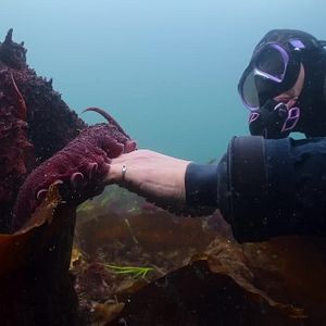 Foto Secretos de los pulpos