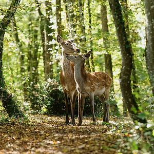 Foto Bambi: Una Aventura En El Bosque