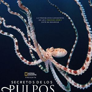 Foto Secretos de los pulpos