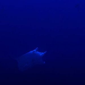 Foto Deep Hope, le dernier refuge