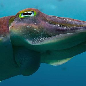 Foto Nuestros océanos