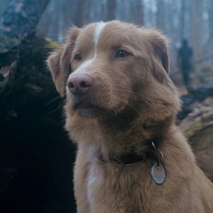 Foto Good Boy: Confía en su instinto