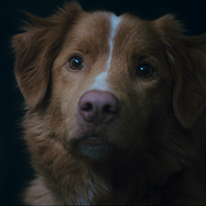 Foto Good Boy: Confía en su instinto