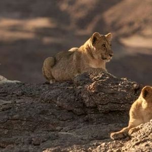 Foto Lions of the Skeleton Coast
