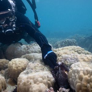 Foto Secretos de los pulpos