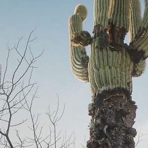 Foto ¿A Dónde Vamos, Coyote?