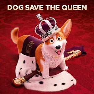 Foto Corgi: Un perro real