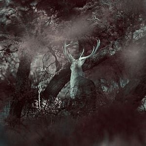 Foto El crepúsculo de las especies