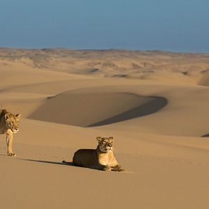 Foto Lions of the Skeleton Coast