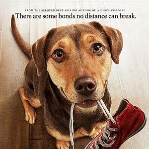 Foto Mis huellas a casa