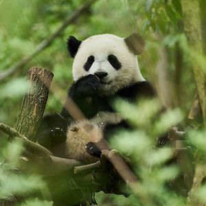 Foto Moon, Mi Amigo El Panda
