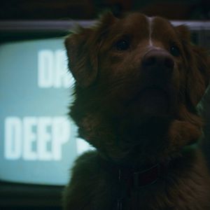 Foto Good Boy: Confía en su instinto