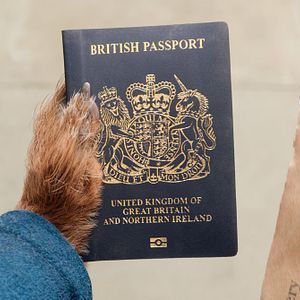 Foto Paddington Aventura En La Selva