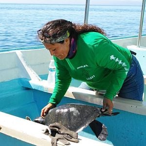 Foto El llanto de las tortugas