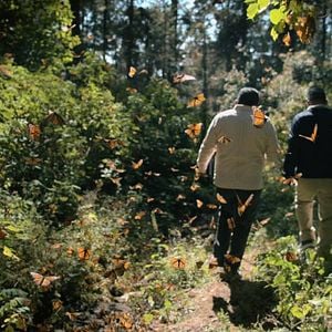 Foto El guardián de las monarcas