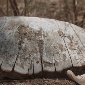 Foto El llanto de las tortugas