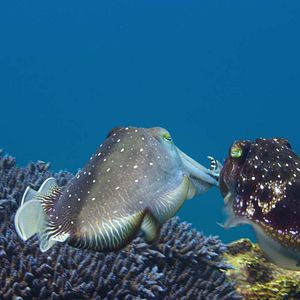 Foto Nuestros océanos