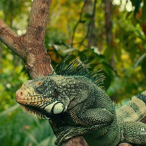 Foto Amazon Adventure