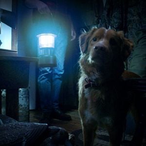 Foto Good Boy: Confía en su instinto