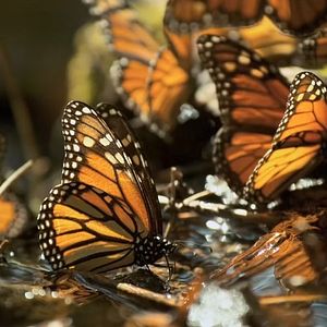 Foto Butterfly Journey