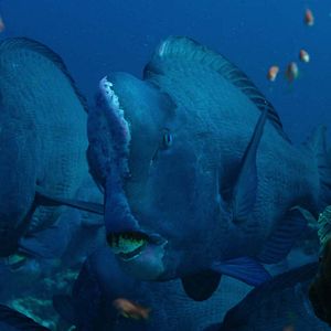 Foto Nuestros océanos