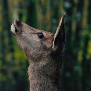 Foto Bambi: Una Aventura En El Bosque