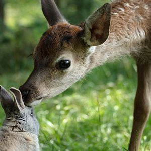Foto Bambi: Una Aventura En El Bosque
