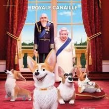 Foto Corgi: Un perro real