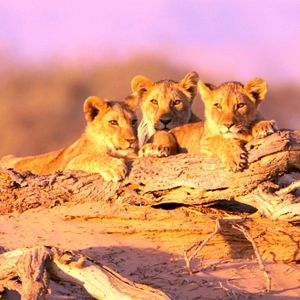 Foto Lions of the Skeleton Coast