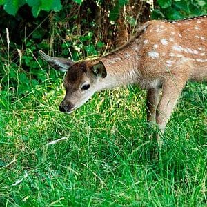 Foto Bambi: Una Aventura En El Bosque