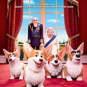 Foto Corgi: Un perro real