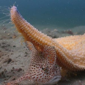 Foto Nuestros océanos