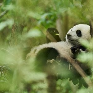 Foto Moon, Mi Amigo El Panda