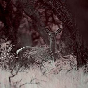 Foto El crepúsculo de las especies