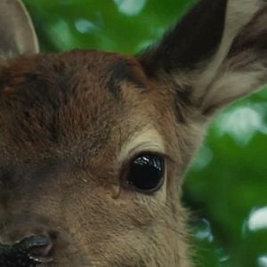 Foto Bambi: Una Aventura En El Bosque
