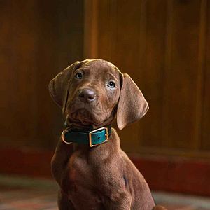 Foto Scooby-Doo: El origen